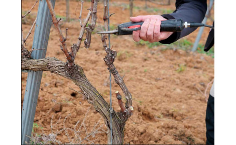 El secreto de la poda en los viñedos de Ribera del Duero: La esencia de Ricardo Dumas