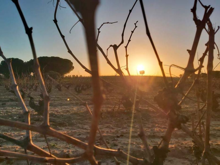 ¿Qué ocurre en el viñedo en Invierno?