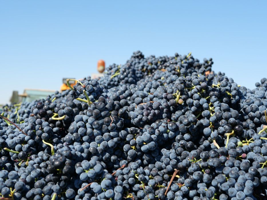 La magia de la fermentación. Transformando uvas en vino